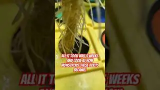 Massive Root Growth In My DWC Hydroponics! #shorts #DWC #hydroponics