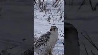 Gyrfalcon.Everything is under control.