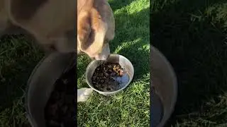 Giving powdered herbs to a dog #herbsfordogs #naturalremedy