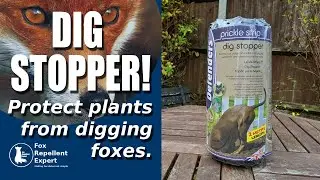Protect your flowerbeds from foxes with Dig Stopper Prickle Strips! - FoxRepellentExpert.com