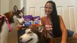 Chewy Haul | Copper Red | Siberian Huskies