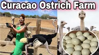 Vlog :Tour of the Curacao Ostrich Farm | Curacao Sightseeing | Trinidad Youtuber