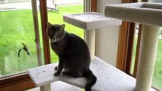 Cat tower