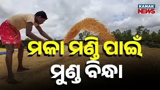 Corn Farmers In Crisis After Paddy & Cotton | No Mandi In Koraput, Distress Sale To Middlemen