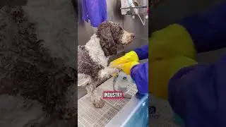 What is the BEST Dog Shampoo? 🤔 #doggroominglife