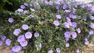I love flowers #Canberra 