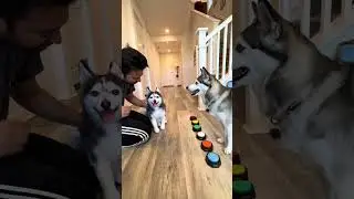 Sapphie the pomsky vs. cuddle clone part 3