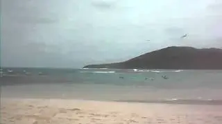 birds feed in flamenco
