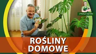 Houseplant care - WITH A PLANT IN THE GARDEN
