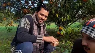 Pakistan's Best Orange l Orange in Pakistan