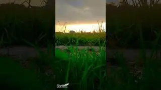 beautiful view of the sunset in the rice fields #relaxingmusic #music #nature #relaxing #ricefield