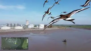 DJI MAVIC MINI BIRD NEAR MISS!