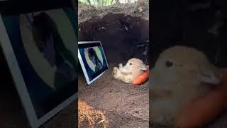 Fluffy Bunny Uses Carrot as Pillow While Watching a Movie! 🥕📱 #CuteBunny #FluffyAnimals
