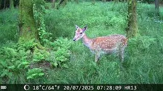 Takt der Natur - Wildkamera Hrivcam HR-HC13 / Hunting & Trail Camera