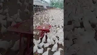 Budidaya Ternak Bebek Pedaging Panen 35-40 Hari #caraternakbebek