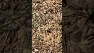 BEST DIGGER BEE TREATMENT | BUGSPRAY   