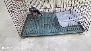 আবারো চলে আসলাম শালিক পাখি মিঠুর ভিডিও নিয়ে 
