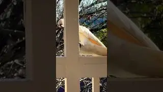 WAtCH WILD Cockatoo Showtime Every day 9! #Amazing #bird #Tricks