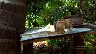 Rare Squirrel Feeding Moment in Sri Lanka | Nature Documentary