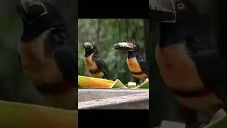 Bird Eating In Jungle || NatureLax