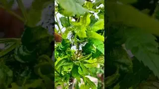 🐛Metcalfa Pruinosa - combaterea fara chimicale 🐛 #natural #nature #plants #garden #natura