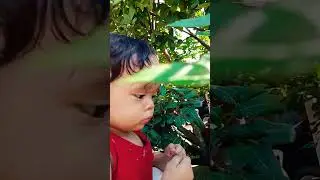 masih metik buah pacar banyu😊