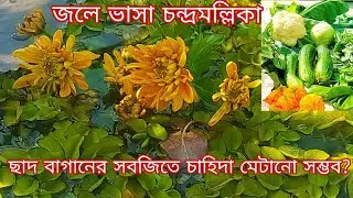 Chad baganer sobji te know  poribarer chahida metano sombhob.#roofgarden