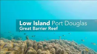 Low Island Snorkelling - Port Douglas - Great Barrier Reef