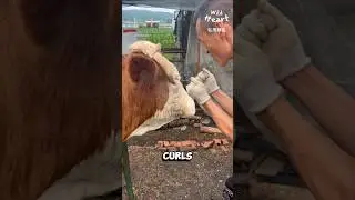 When Cow Horns Grow Wrong