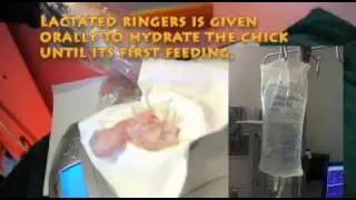 12 hour old Greenwing Macaw baby gets weighed and fed