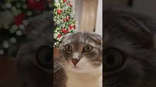 Мысли кота перед сном Why Почему Галя #cat #юмор #mao #brain #clever #shorts