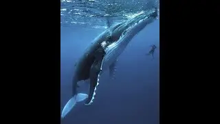 2026 Whale and Dolphin Energy Medicine School Video