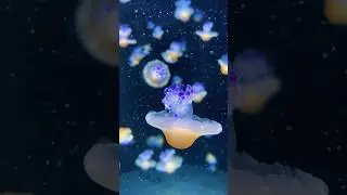 A living work of art! ماشاالله 🐠🪼 #miraclesofallah #aquarium #sea #nature #travel #allah #creator