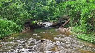 Soft River Sounds for Meditation & Stress Relief - Peaceful Forest Water Stream in Tropical Green