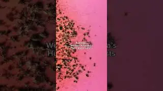 You have to visit this pink lake in Australia!