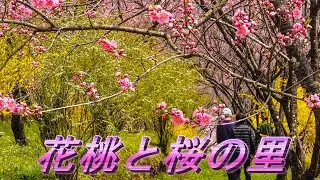中之条ガーデンズで花桃やレンギョウを見て近くのお寺さんで桜を眺めて来ました。