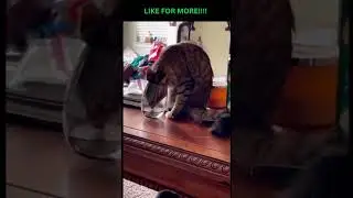 #funnymemes #funnyvideos #bestofmemes