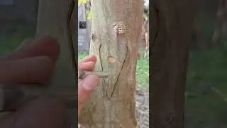 Grafting simple, Guava🌳 #youtube #shorts #grafting #garden #fruit #guava