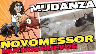 12 D&Iacute;AS y EXPLOSI&Oacute;N de HUEVOS! 🤯 La Colonia de Novomessor que crece Demasiado R&aacute;pido