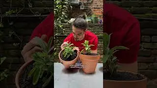 🌿 How to grow sage 🌿
