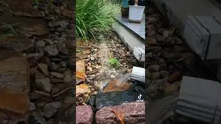Дождевой сад на заднем дворе