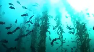 Kelp Forest With Small Fish Stock Video