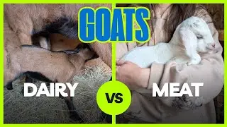 Meat vs. Dairy Goats