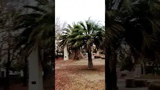 #shorts #paisagem #japanvideo #nature #fyp #lovevideo