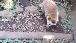 Raccoon dogs' sound at Inokashira Park Zoo