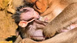 Update! So Adorable Jagger most beautiful Baby Monkey's Jinx | BBC Natural Animals