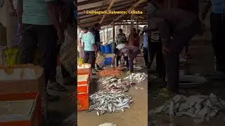 One Of The Biggest Fish Market In Odisha #odisha #baleswar