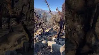 &ldquo;Sheep grazing in the forest 🐑🌲Pure nature, calm village vibes 🌿✨&rdquo;#shortvideo