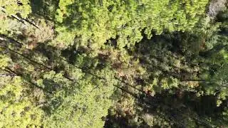 Drone flight wilderness area Kisatchie. Red Dirt