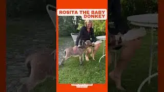 This baby donkey was rejected by her mom but found love with her new human family #shorts